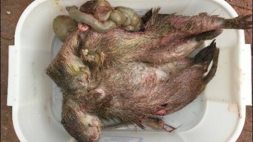 Die rotte nadat die honde met hulle afgereken het