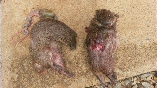 Die rotte nadat die honde met hulle afgereken het