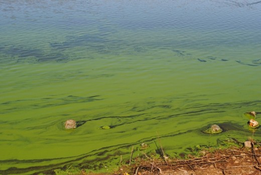 Die damwater is groen en het 'n slegte reuk.  Foto’s: Marianke Saayman