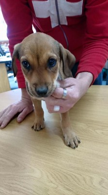 Weimaraner X Ridgeback puppies available for adoption at Paws.