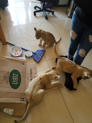 Die drie welpies wat in die woonstel aangetref is