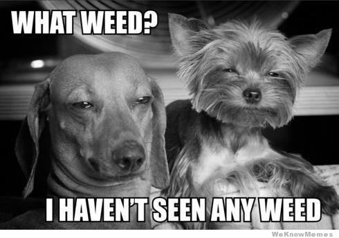what-weed-meme