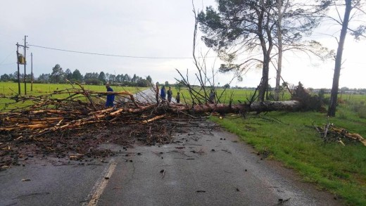 'n Boom wat omgewaai het. Foto: Facebook