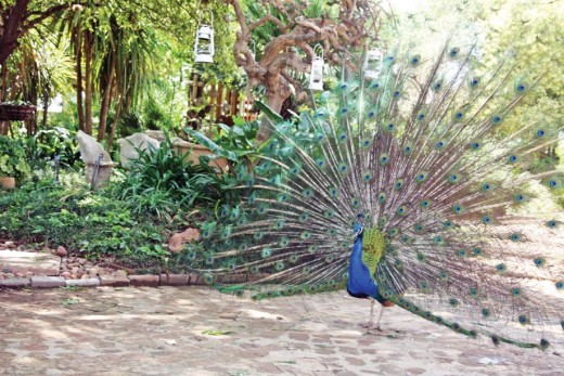The peacocks in the garden add beauty and life to the surroundings.