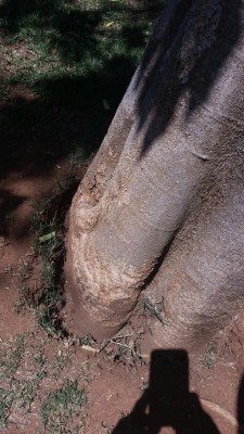 Die foto wat Spannenberg aan die munisipaliteit gestuur het. Daar kan duidelik gesien word dat die boom uit die grond uit trek.