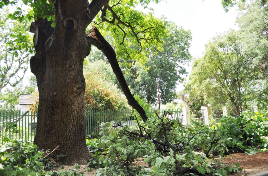 'n Eikeboom oorkant die rektorswoning se takke is een vir een besig om af te breek. Foto: Marianke Saayman