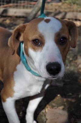 9447: Hok 64, Jack Russell, Pitbull kruising, Reun