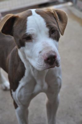 9623: Hok 17, Pitbull Reun