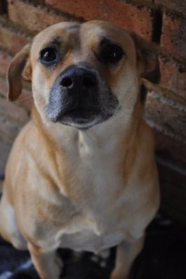 9836: Hok 12, Staffie kruising, Reun