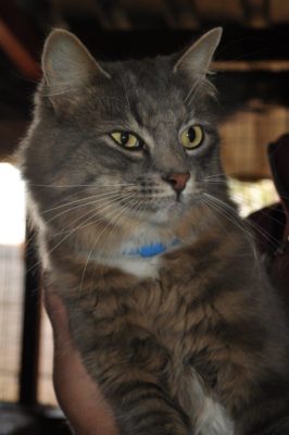 9780: Hok 11, Maine Coon Mannetjie