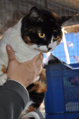 9415, Hok 15, Calico Wyfie