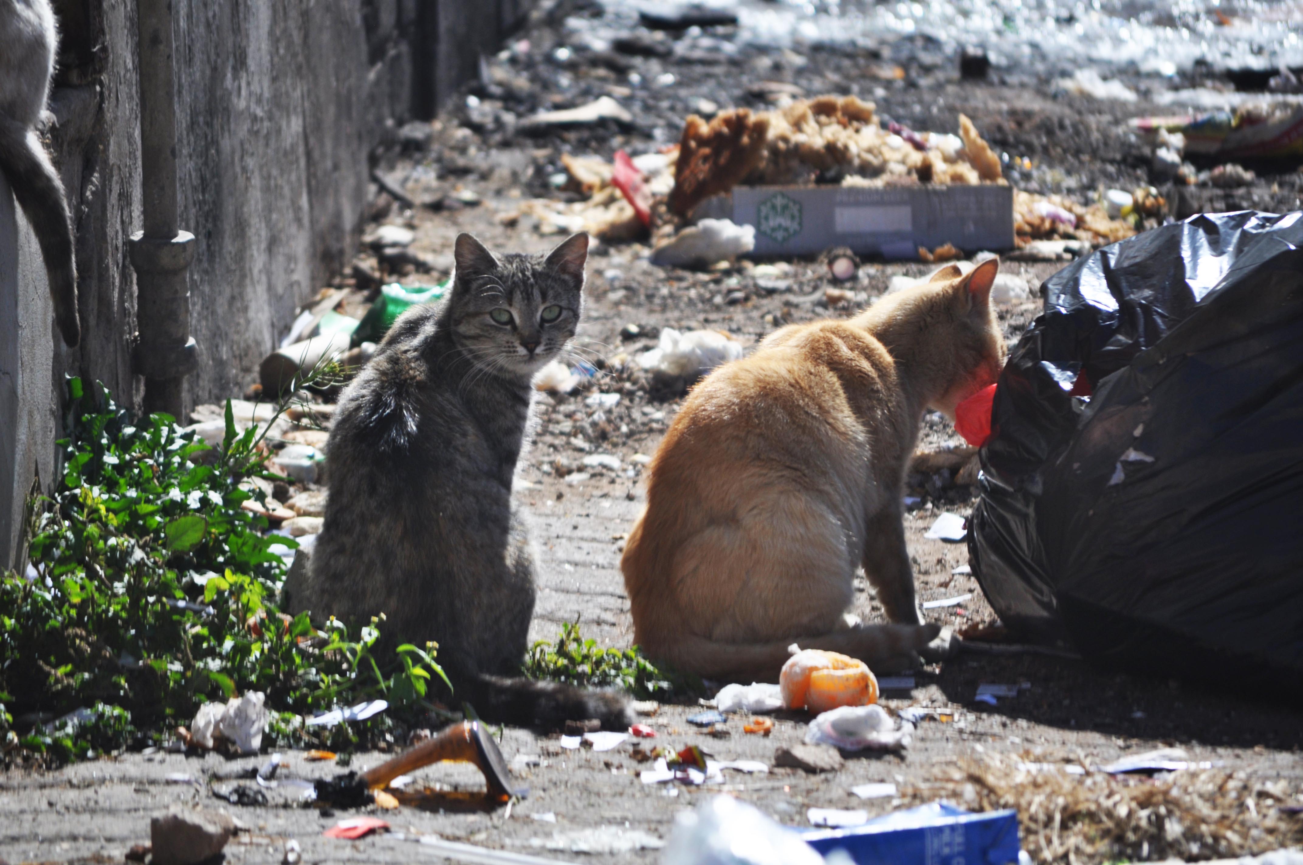 Straatkatte leef van die vullis wat daagliks in Kingsstraat gestort word. Foto: Marianke Saayman