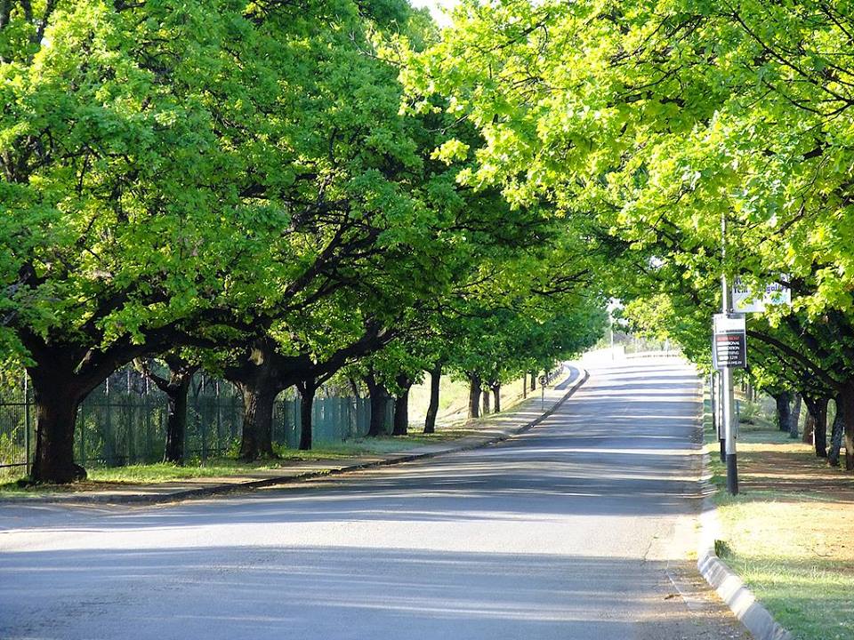 Die historiese Eikelaan in Potchefstroom.