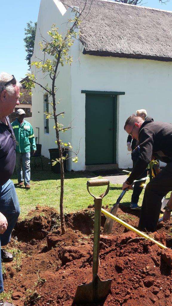 Twee jong eikebome is Vrydag 17 November by die President Pretorius-museum geplant, ter ere van Magriet Hefer, ’n jarelange lid van die museumpersoneel wat onlangs oorlede is. Regs op die foto is Johan Wolfaardt, vakkundige beampte by die President Pretorius-museum, besig om die boom te plant en links is Johan Visser van die parke-afdeling van die munisipaliteit. Die bome is geplant tydens die besoek van ’n groep Swede aan die museum. Die oudste eikeboom in Potchefstroom staan op die perseel van die museum. Een van dié ou bome het in 2012 omgeval en die bome is nou geplant om die ou bome te vervang. Foto: Verskaf