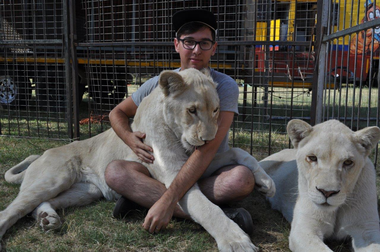Karl Hildebrandt van die sirkus speel met twee van die jong leeus. Foto: Marianke Saayman