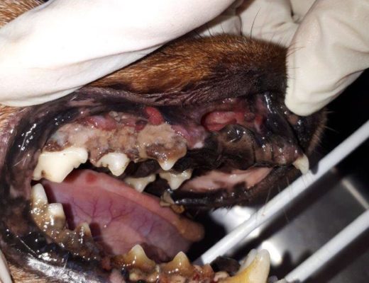 'n Hond met erge tandvleisontsteking. Foto: Verskaf