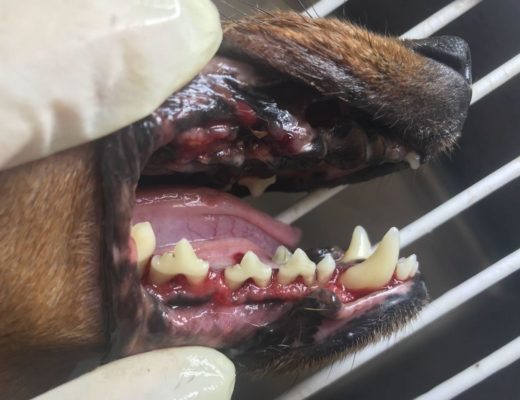 Die hond na sy tande deur dr. van der Nest skoongemaak is. Foto: verskaf