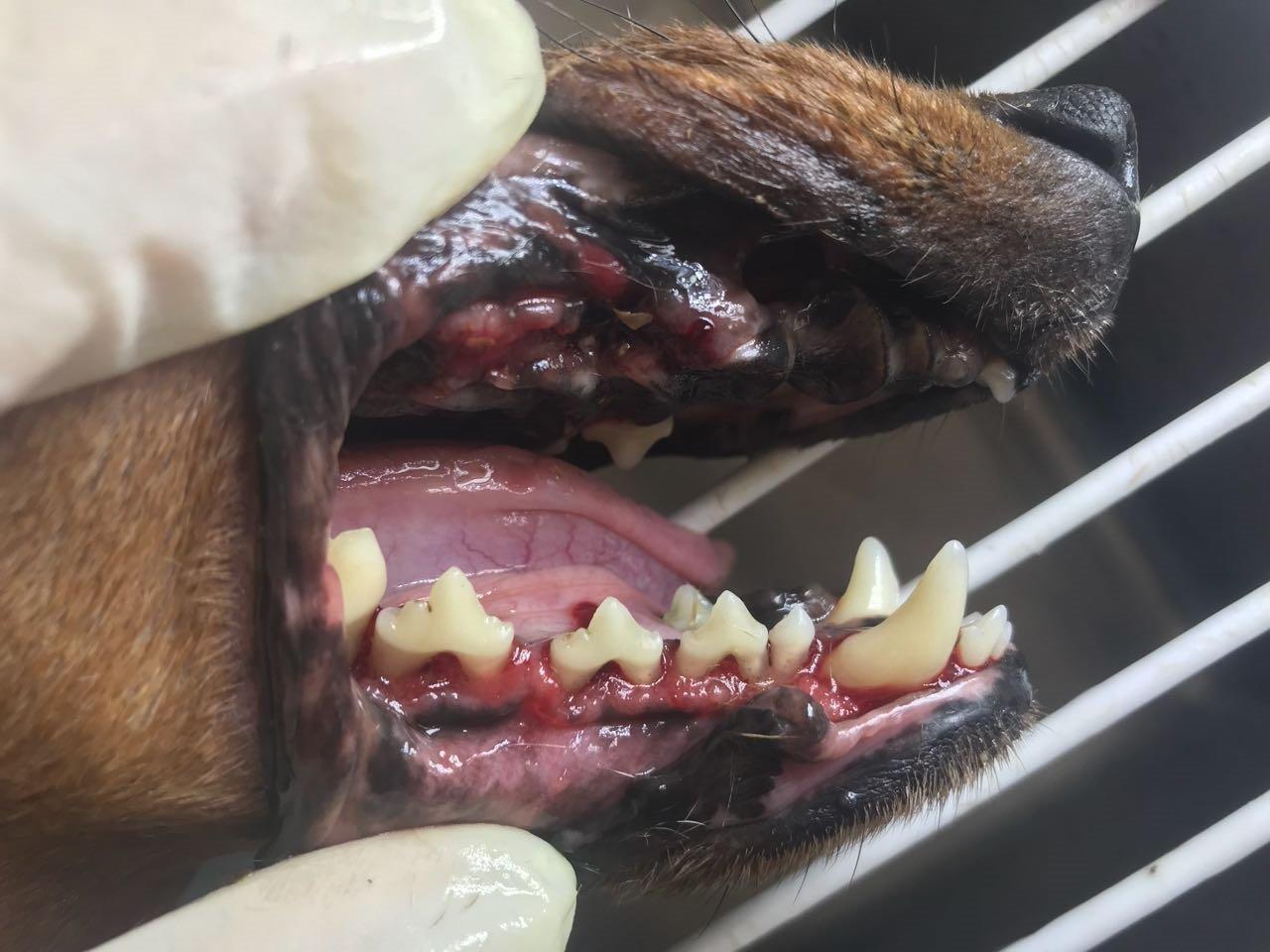 Die hond na sy tande deur dr. van der Nest skoongemaak is. Foto: verskaf