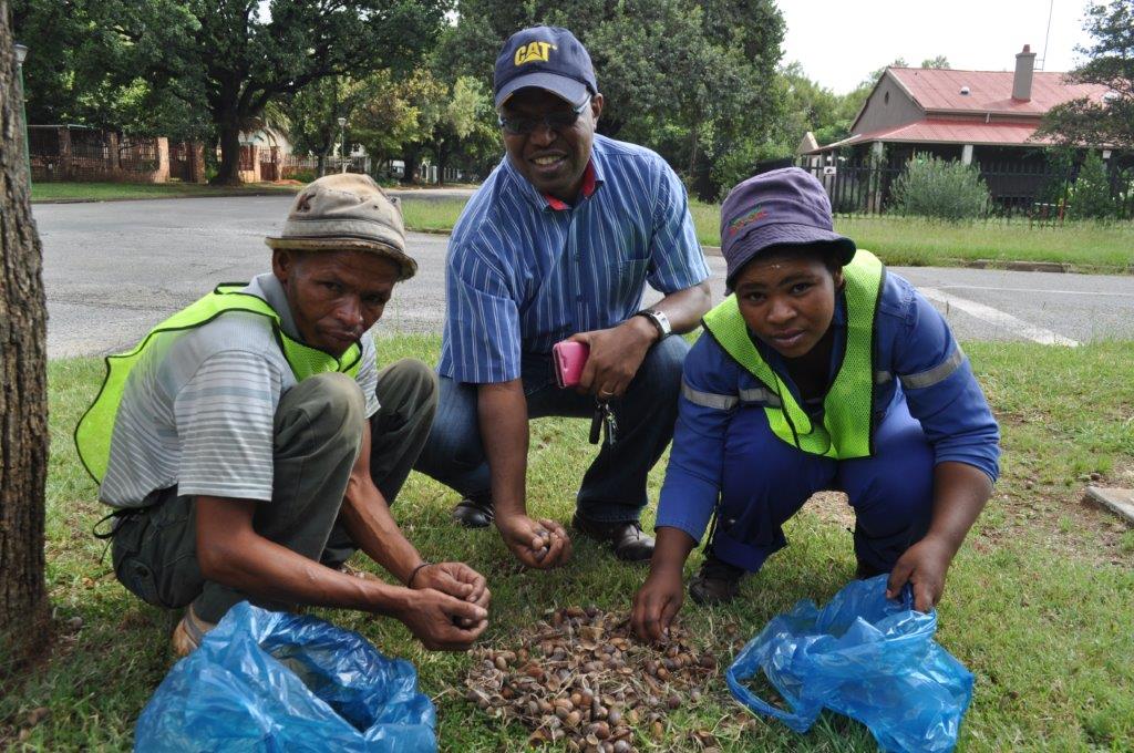 Thomas Muswede (middel) van die parkeafdeling en twee van die werklose mense wat help akkers optel. Foto: Marianke Saayman
