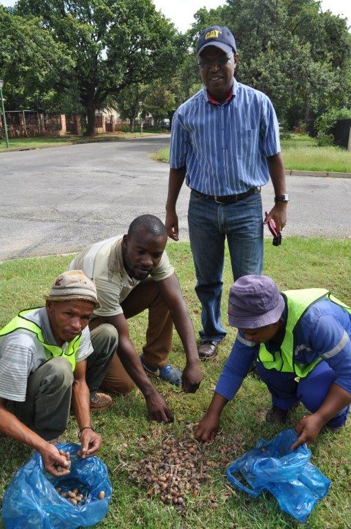Thomas Muswede (middel) van die parkeafdeling en twee van die werklose mense wat help akkers optel. Foto: Marianke Saayman