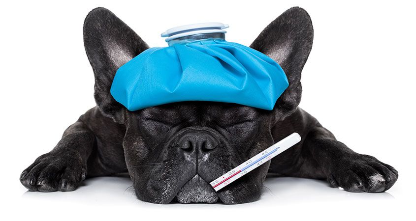 'n Hond met 'n sterk immuunstelsel se kanse op oorlewing is groter as honde wat byvoorbeeld geen inentings gehad het nie. Foto: cesarsway