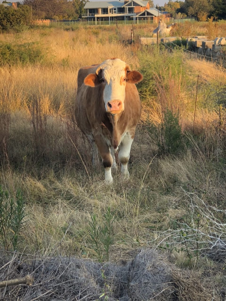 Moo die troetelbees. Foto: verskaf