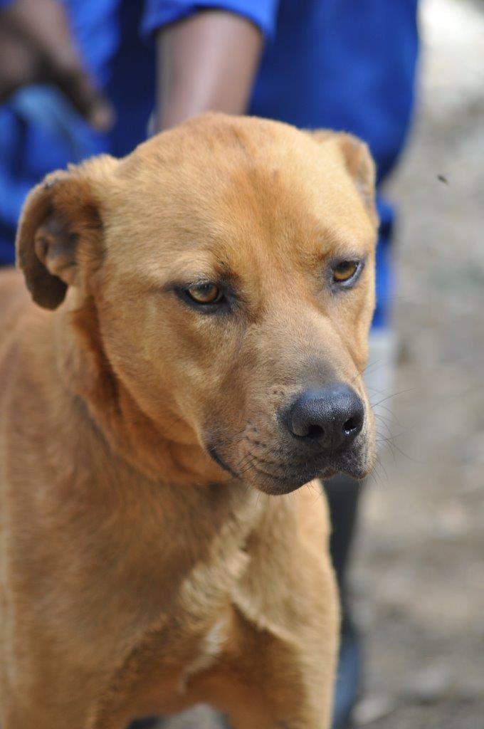 Na net 'n paar dae by PAWS lyk die hond al heelwat beter. Foto: Marianke Saayman