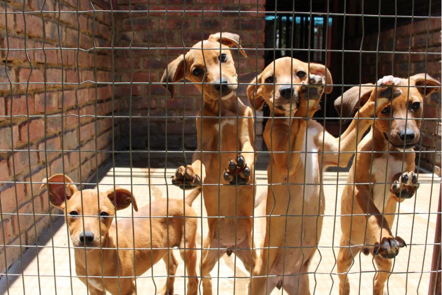 Van die pragtige hondjies by PAWS wat na 'n liefdevolle huis soek. Foto: Zoë Taljaard