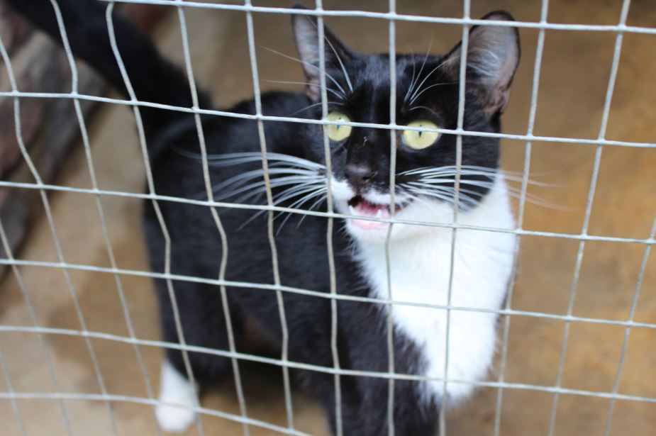 Daar is talle katte van groot tot klein wat wag om aangeneem te word. Foto’s: Zoë Taljaard