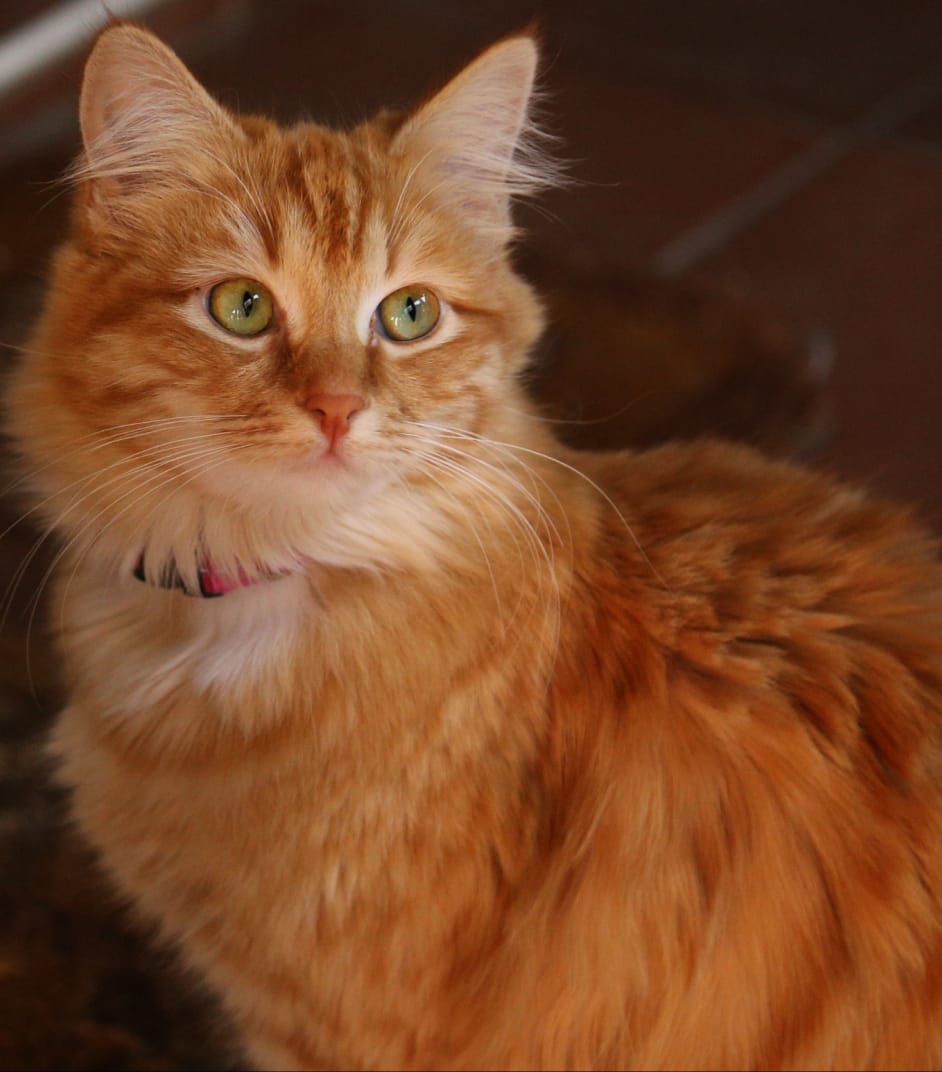 Charlie die Kaapse gemmerkat is terug by haar ouers