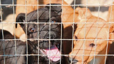 Volgens Paws was honde vanjaar rustiger weens minder vuurwerke wat geskiet is. Foto: Wouter Pienaar/Argief