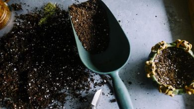 ElanaWagner-11-10-2021-Home-SpringGardening.1 (Medium)
