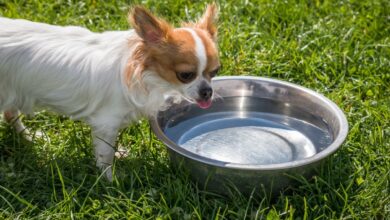 Dog Drinking Water