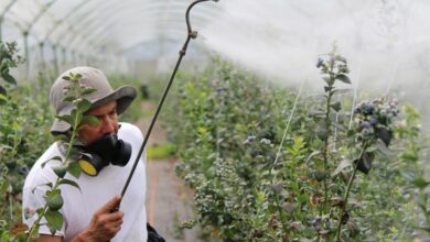 bug busters for garden