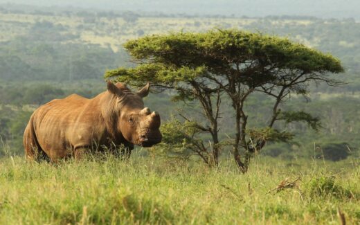 Rhino on Reserve