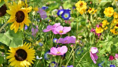 Alice Coetzee - 16-09-2022-gardening- sowing seeds - photo 1