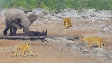 hqdefault