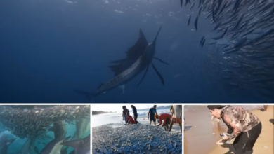 sardine