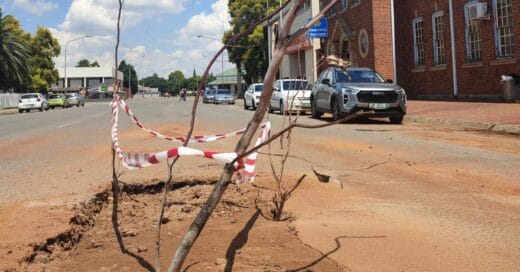 Tree in pothole