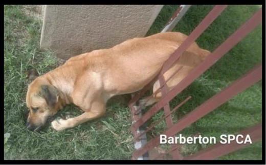 Fireworks - Barberton spca