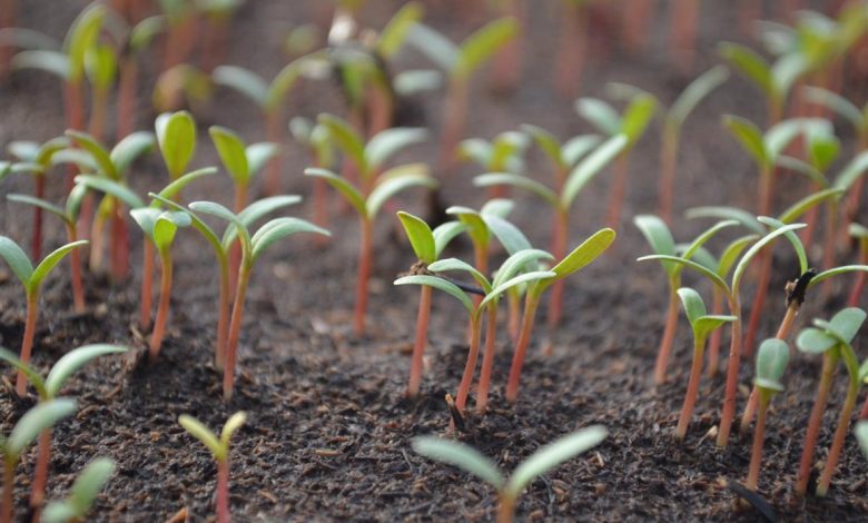 AliceCoetzee- 08-10-2021- gardening - grow your own - photo 1 (Medium)