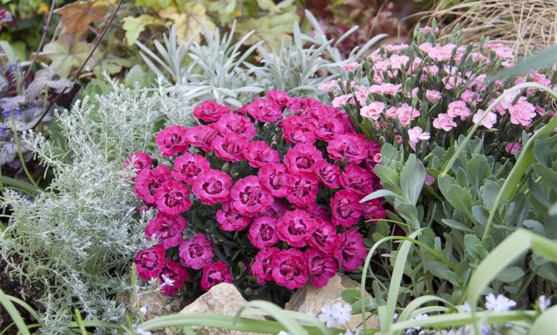 AliceCoetzee - 22-10-2021-gardening-hot summer survivor flowers- photo 1 (Medium)