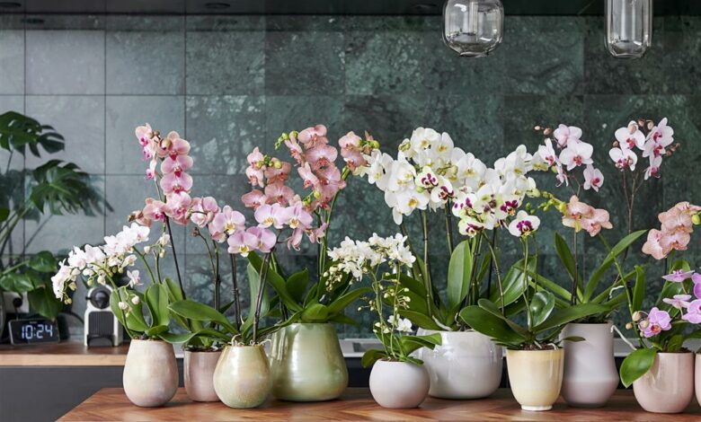 Alice Coetzee-11-02-2022-gardening-indoor plants- photo1 (Medium)