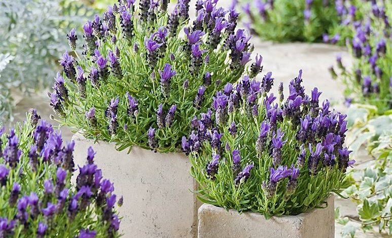 AliceCoetzee-18-02-2022-gardening-herbs-photo1 (Medium)