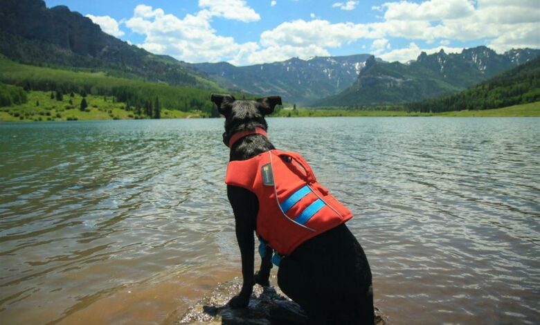 ElanaWagner-04-02-2022-Pets-DogLifeJacket.1 (Medium)