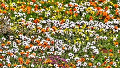 Alice Coetzee - 15-04-2022-gardening - winter flowers photo 1