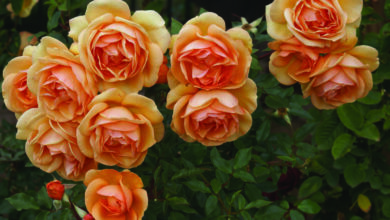 SONY DSC