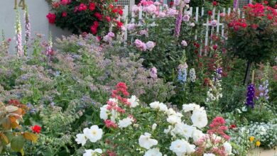 Alice Coetzee -10 -06-2022 - gardening- roses- photo 1