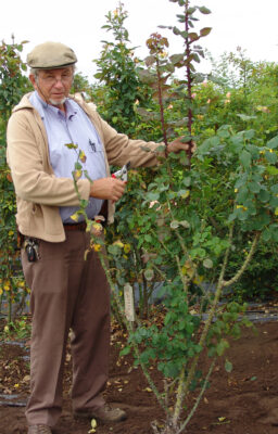 Alice Coetzee -10 -06-2022 - gardening- roses- photo 4