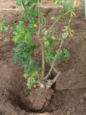 Alice Coetzee -10 -06-2022 - gardening- roses- photo 6